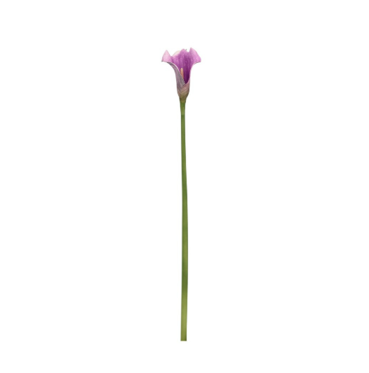 Calla Hylda Bizzotto