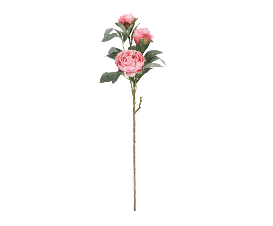 Peonia Evalyn X3F Bizzotto