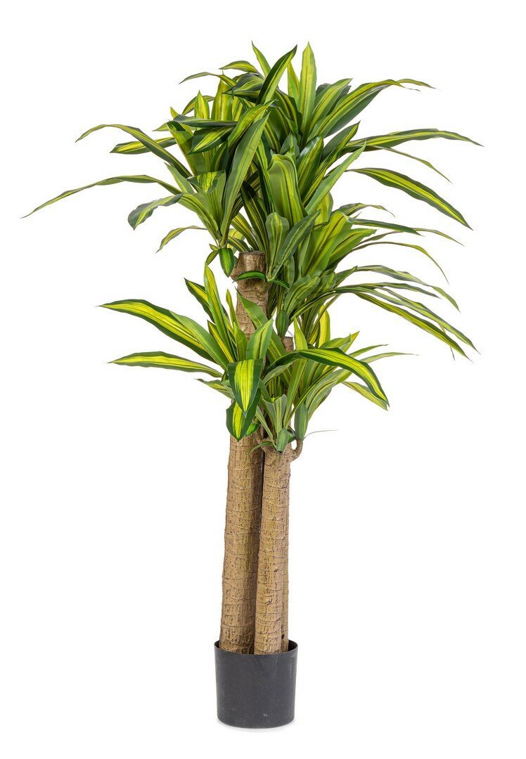 Pianta Dracaena verde 150 cm Bizzotto